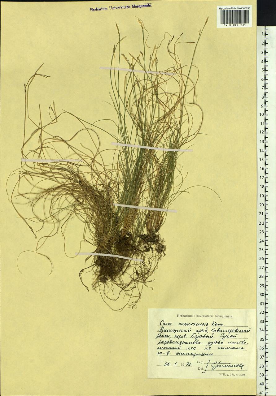 Carex ussuriensis Kom., Siberia, Russian Far East (S6) (Russia)