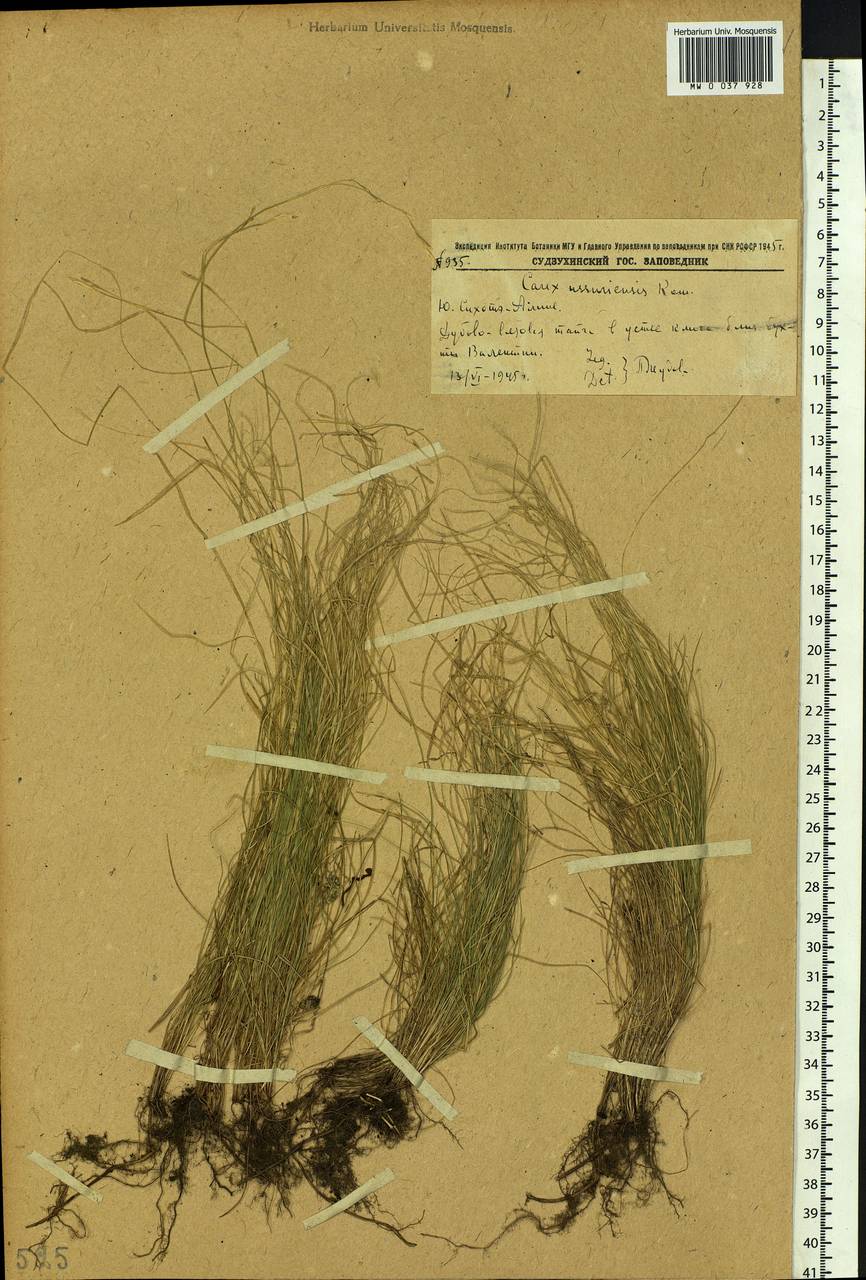 Carex ussuriensis Kom., Siberia, Russian Far East (S6) (Russia)