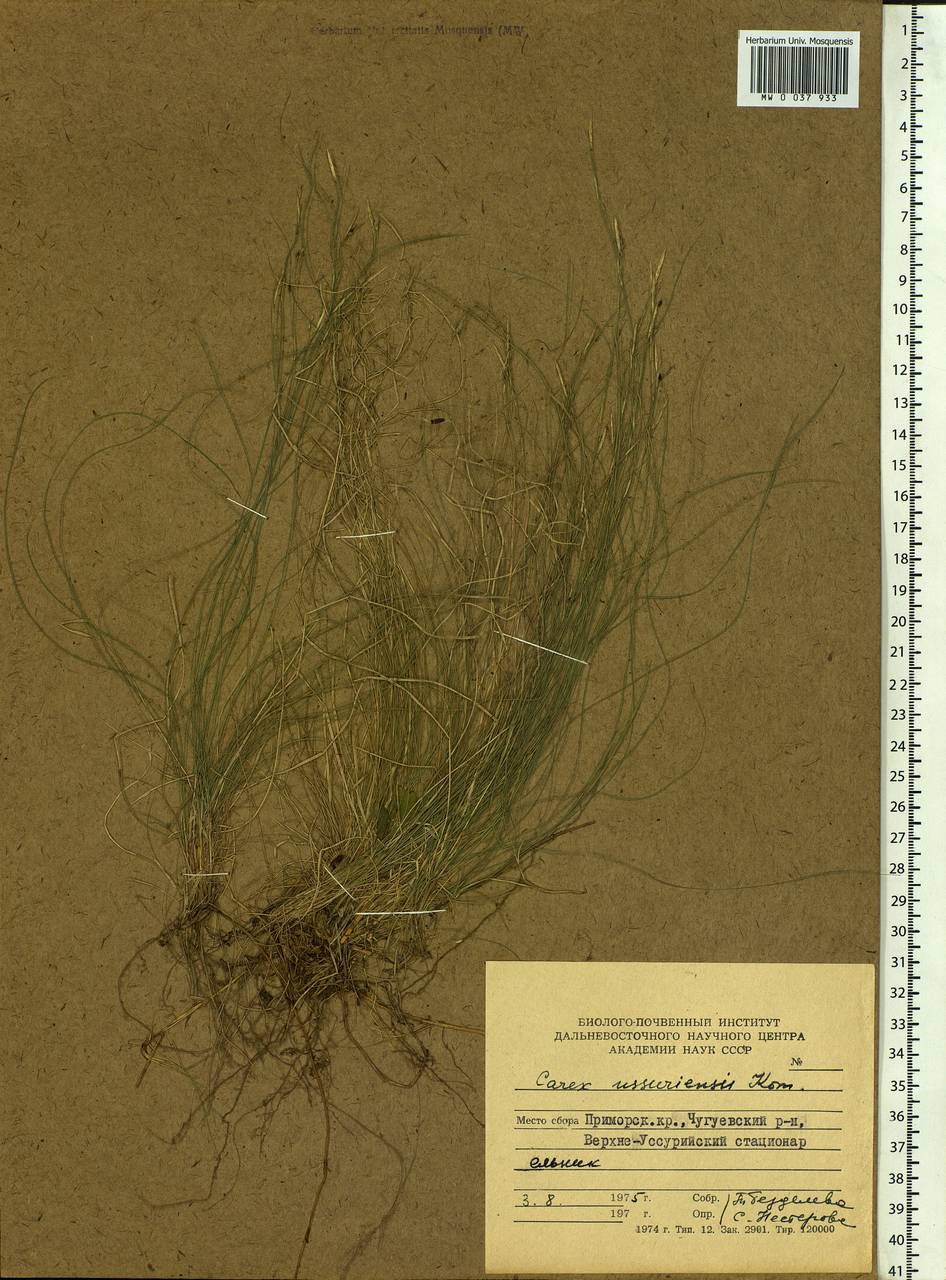 Carex ussuriensis Kom., Siberia, Russian Far East (S6) (Russia)