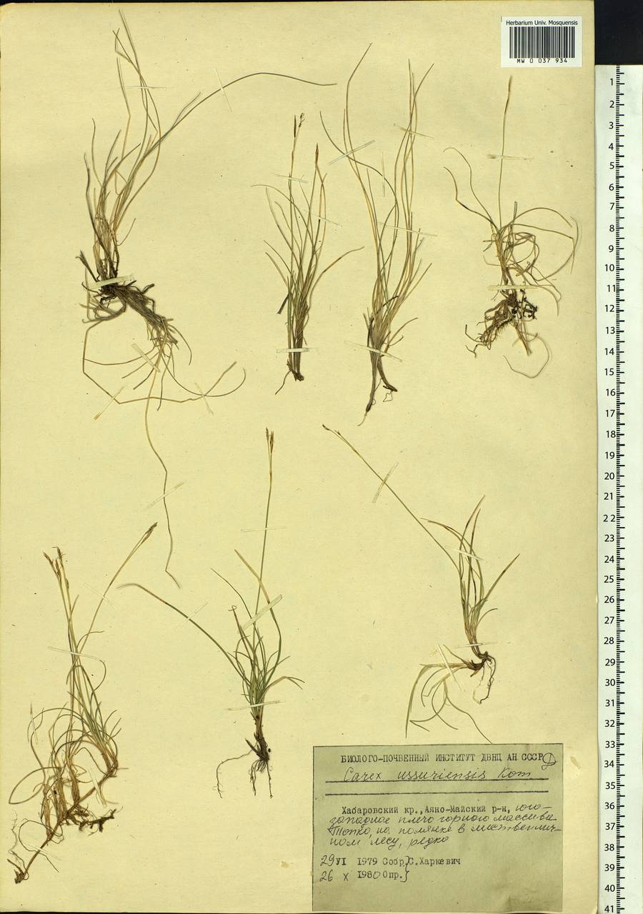 Carex ussuriensis Kom., Siberia, Russian Far East (S6) (Russia)