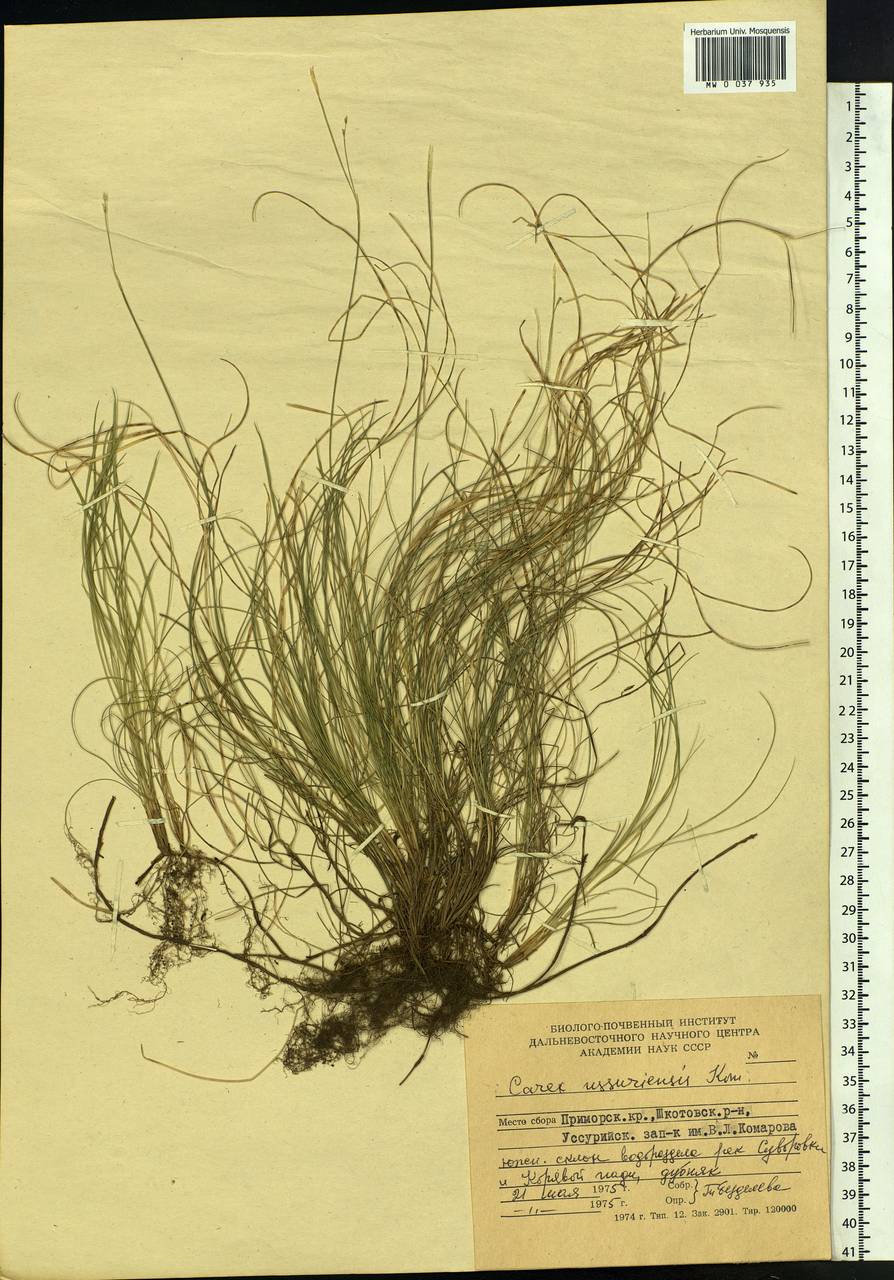 Carex ussuriensis Kom., Siberia, Russian Far East (S6) (Russia)