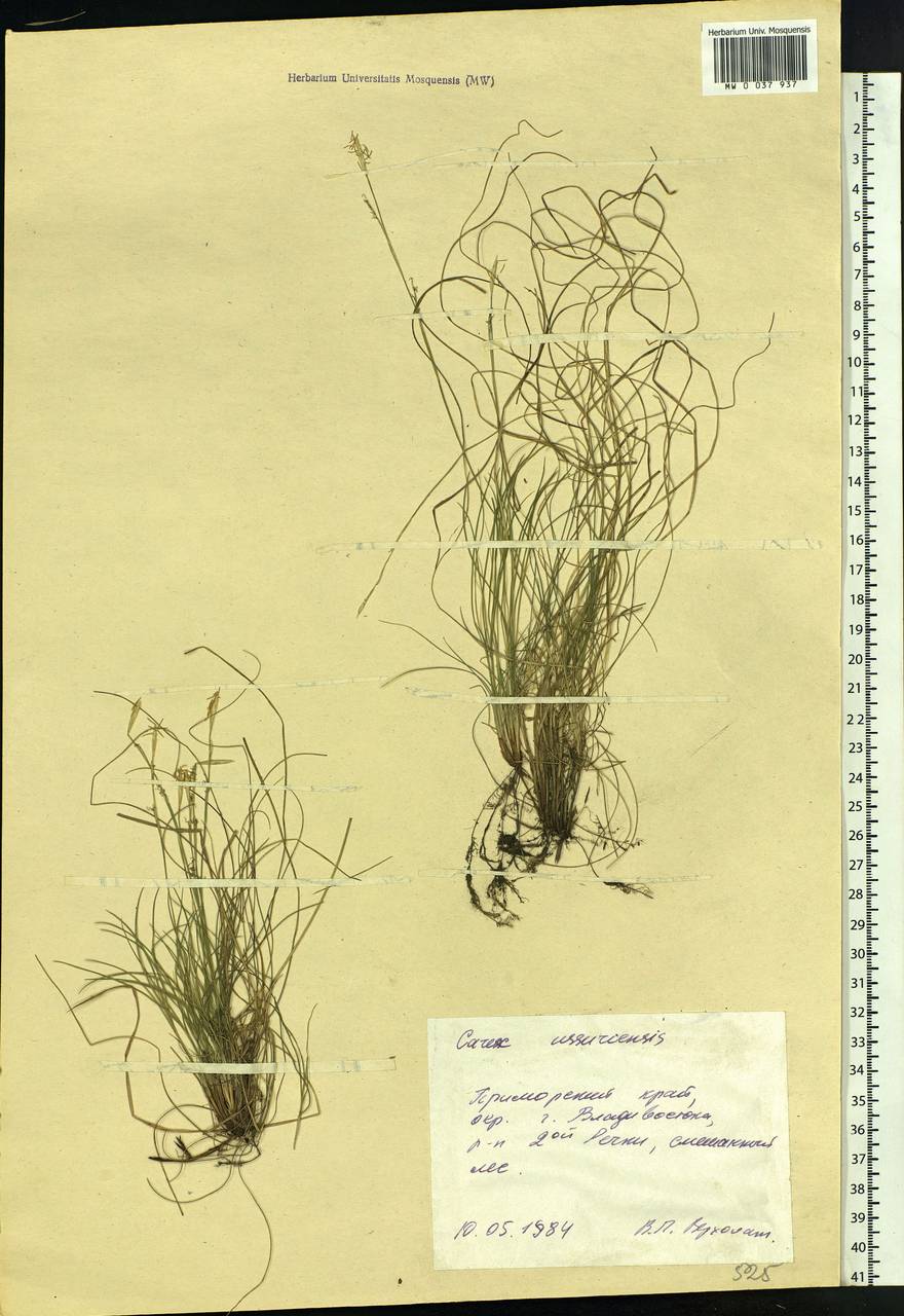 Carex ussuriensis Kom., Siberia, Russian Far East (S6) (Russia)
