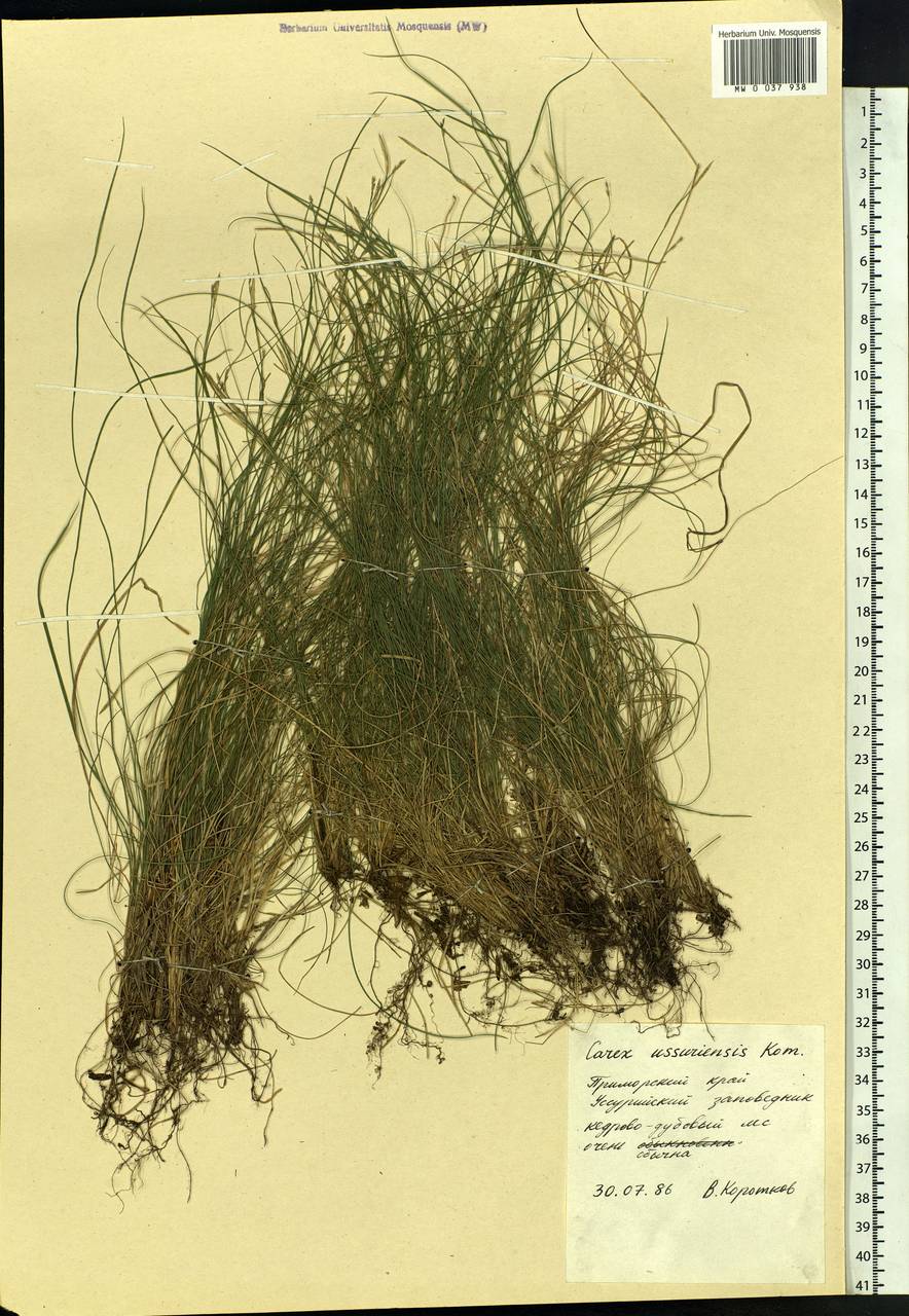 Carex ussuriensis Kom., Siberia, Russian Far East (S6) (Russia)