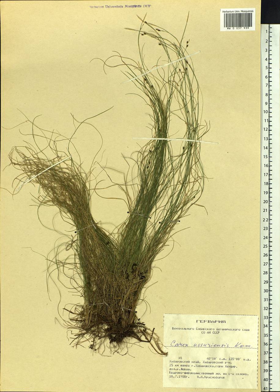 Carex ussuriensis Kom., Siberia, Russian Far East (S6) (Russia)