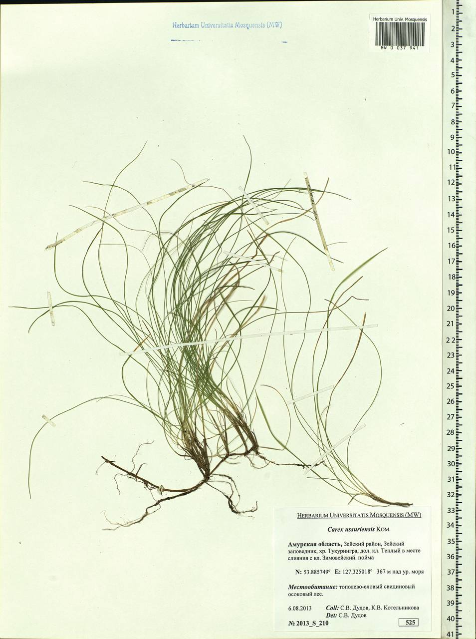 Carex ussuriensis Kom., Siberia, Russian Far East (S6) (Russia)