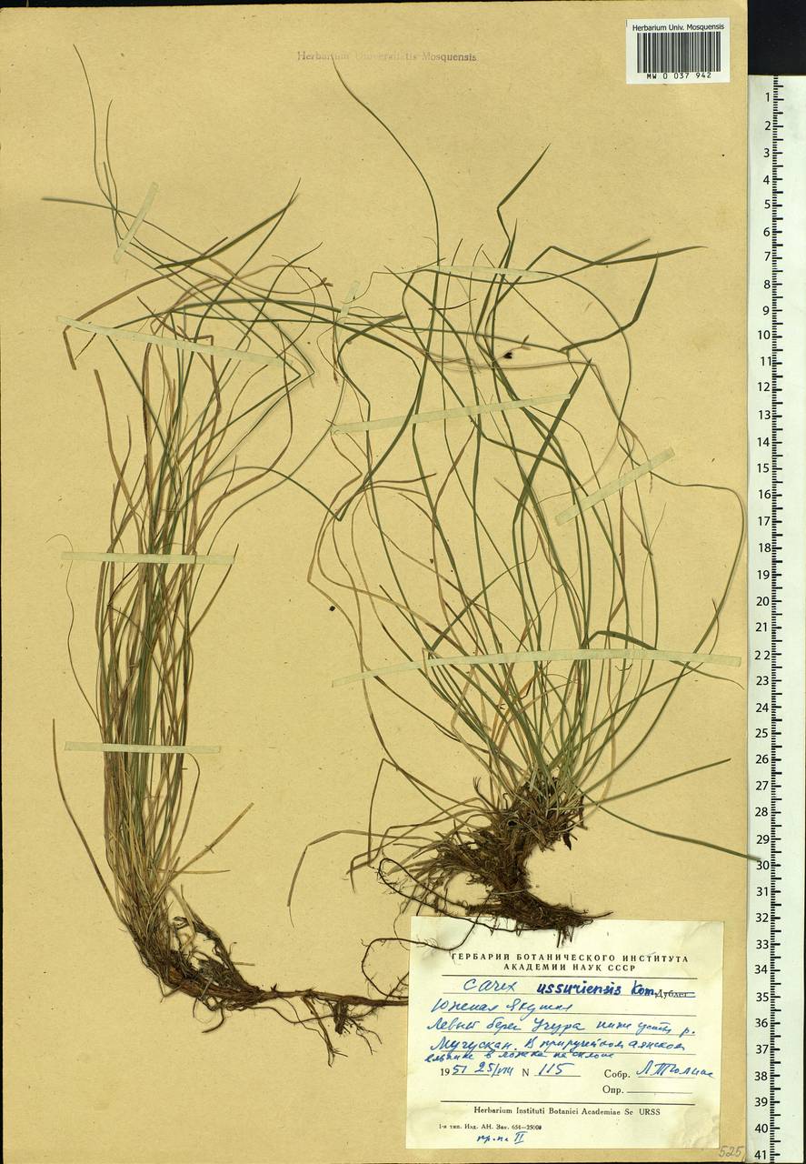 Carex ussuriensis Kom., Siberia, Yakutia (S5) (Russia)