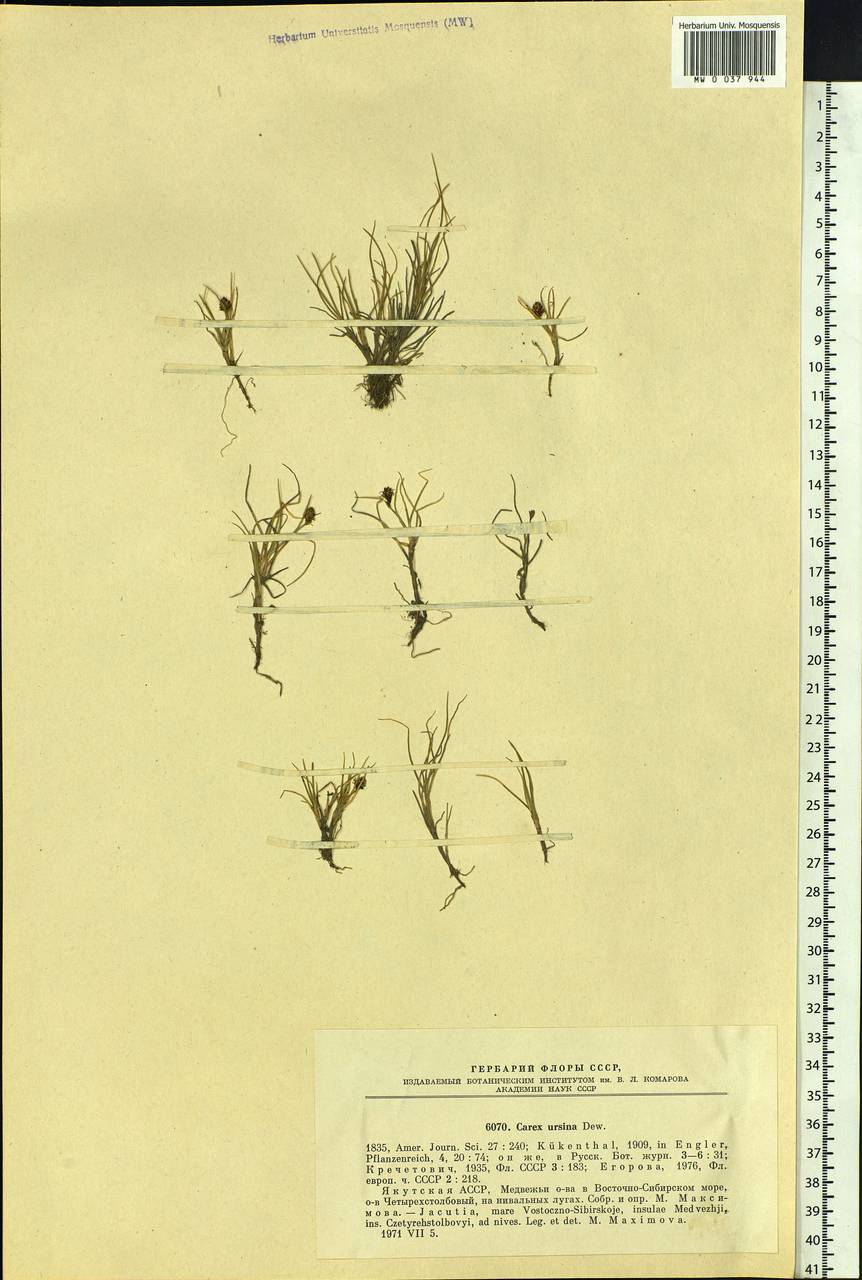 Carex ursina Dewey, Siberia, Yakutia (S5) (Russia)