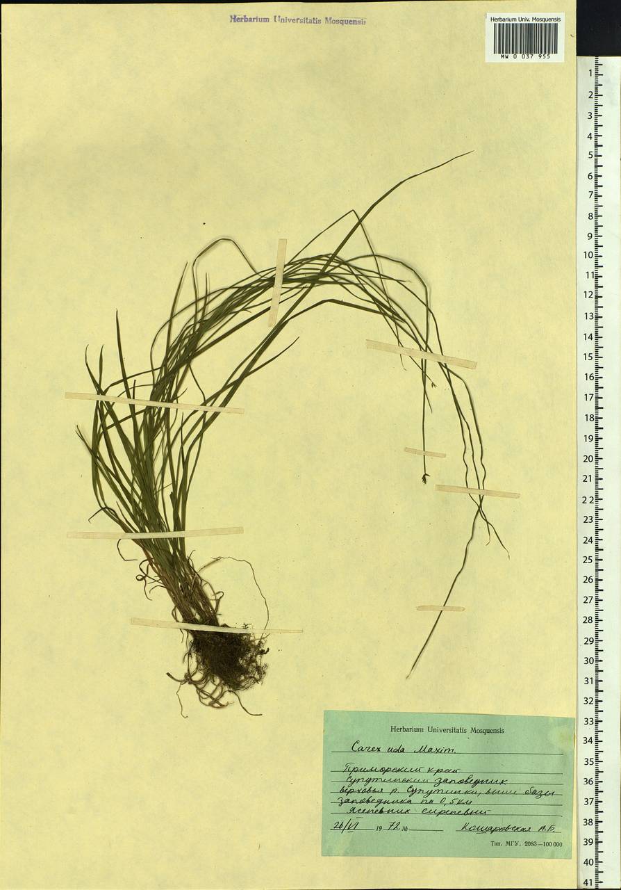 Carex uda Maxim., Siberia, Russian Far East (S6) (Russia)
