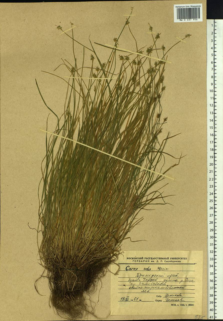 Carex uda Maxim., Siberia, Russian Far East (S6) (Russia)