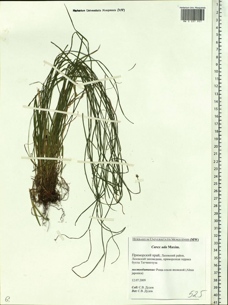 Carex uda Maxim., Siberia, Russian Far East (S6) (Russia)
