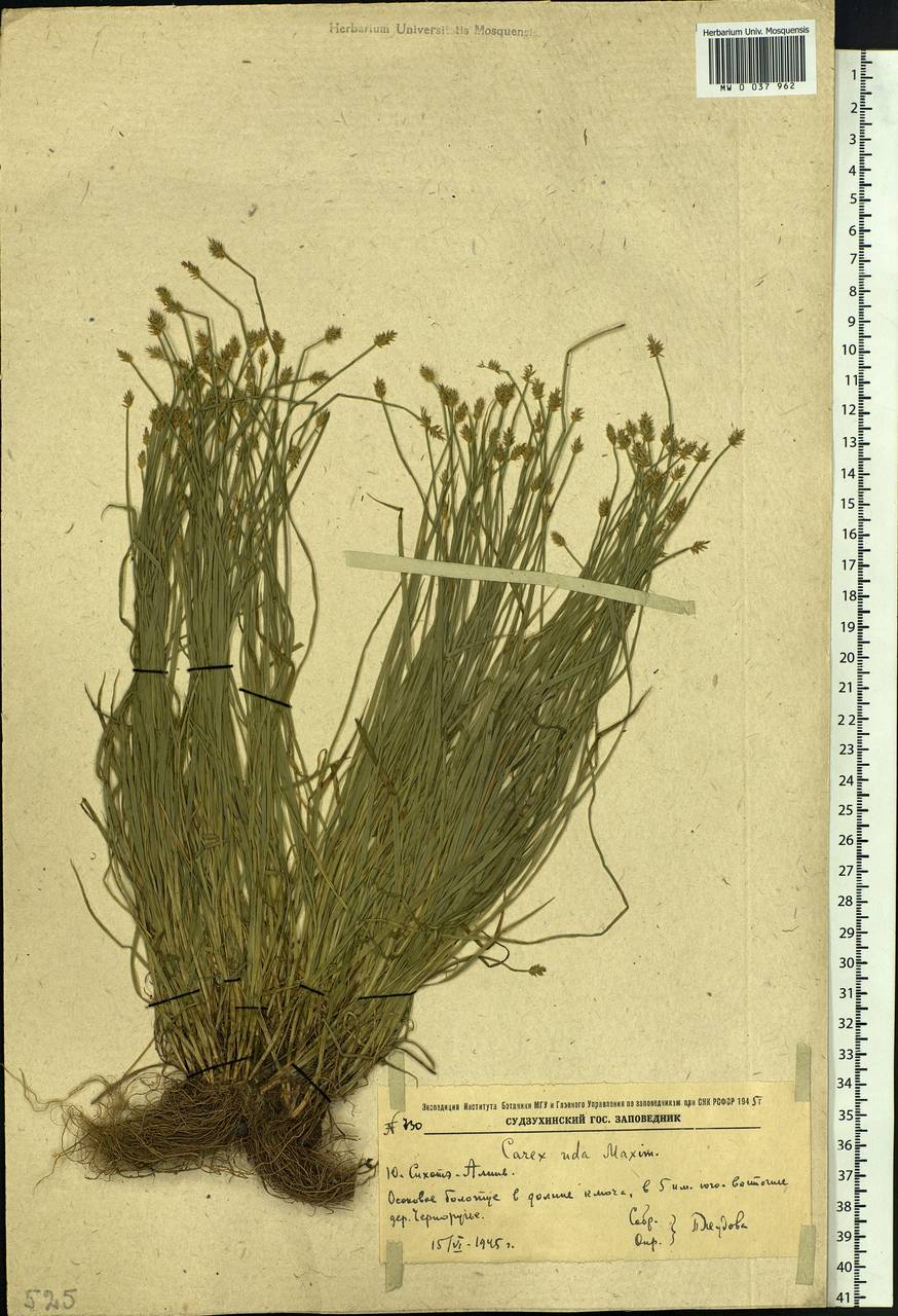 Carex uda Maxim., Siberia, Russian Far East (S6) (Russia)