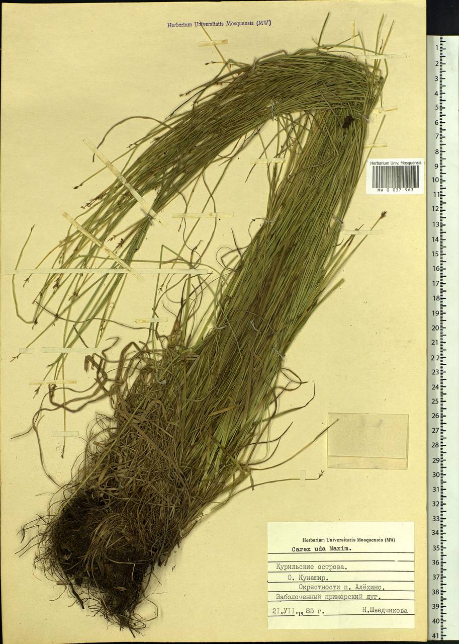 Carex uda Maxim., Siberia, Russian Far East (S6) (Russia)