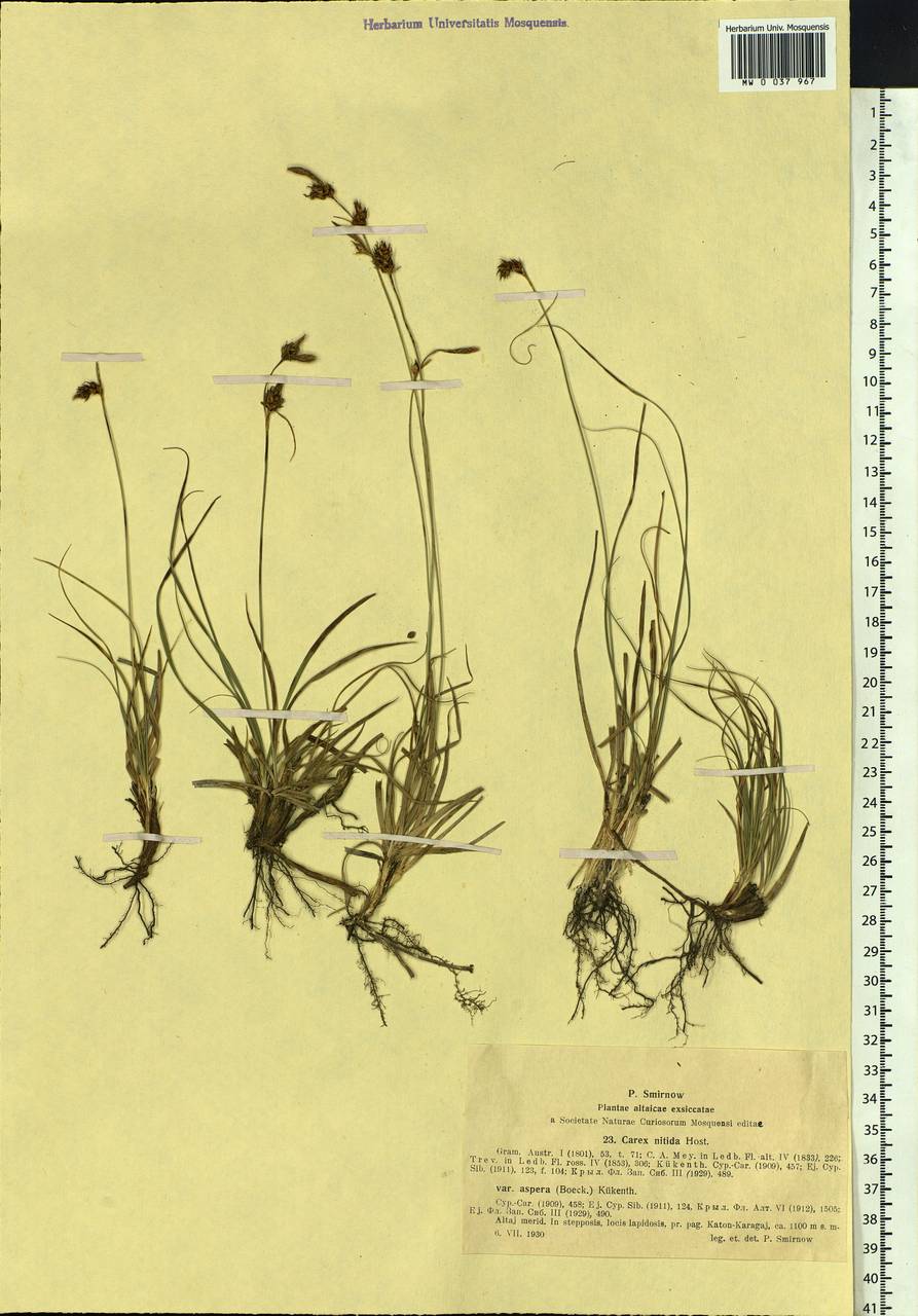 Carex turkestanica Regel, Siberia, Western (Kazakhstan) Altai Mountains (S2a) (Kazakhstan)