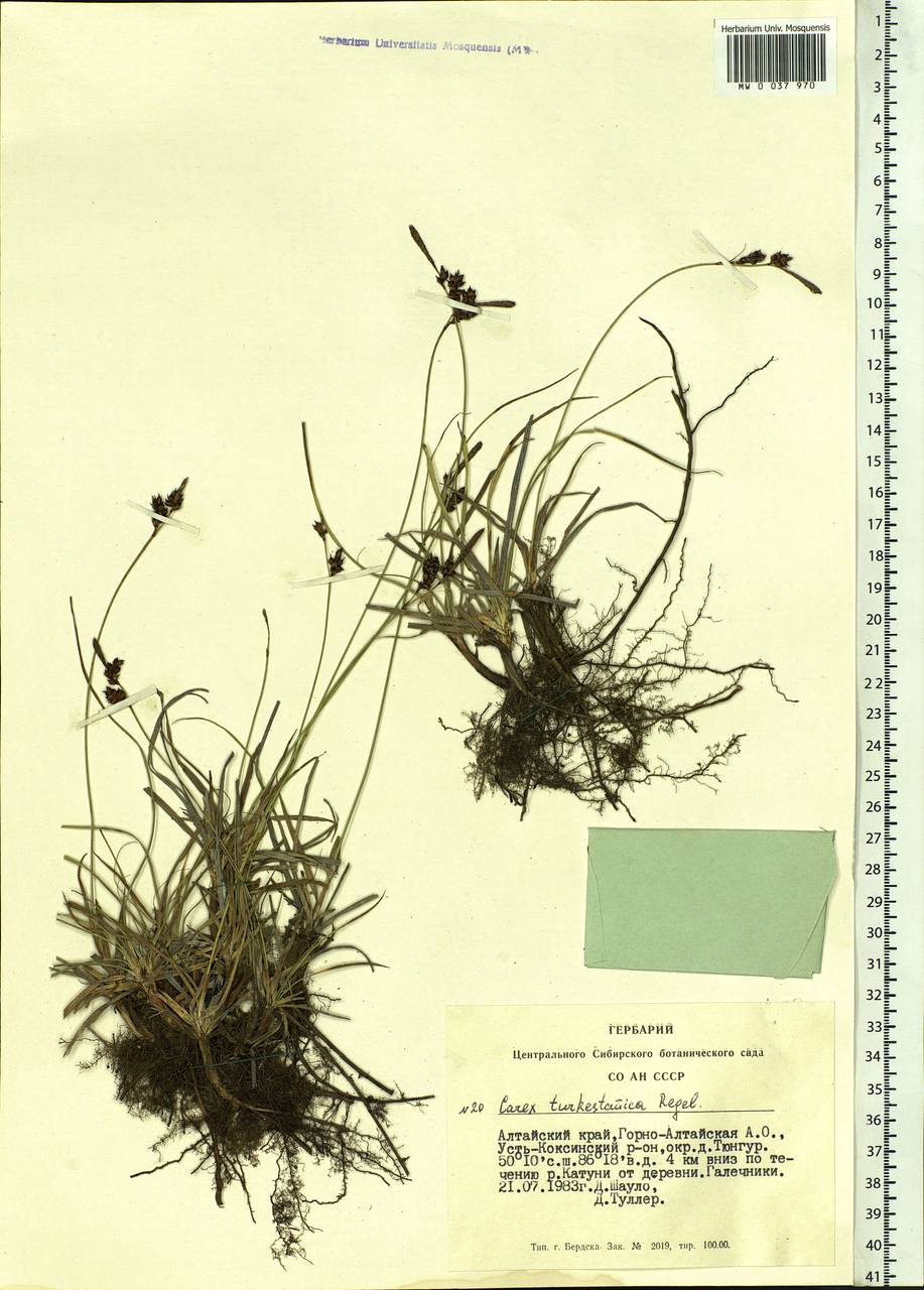 Carex turkestanica Regel, Siberia, Altai & Sayany Mountains (S2) (Russia)