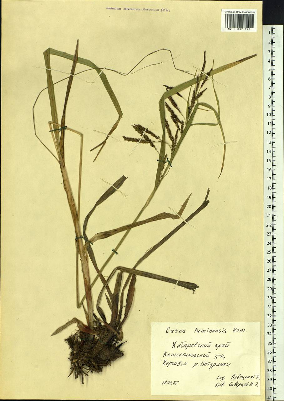 Carex tuminensis Kom., Siberia, Russian Far East (S6) (Russia)