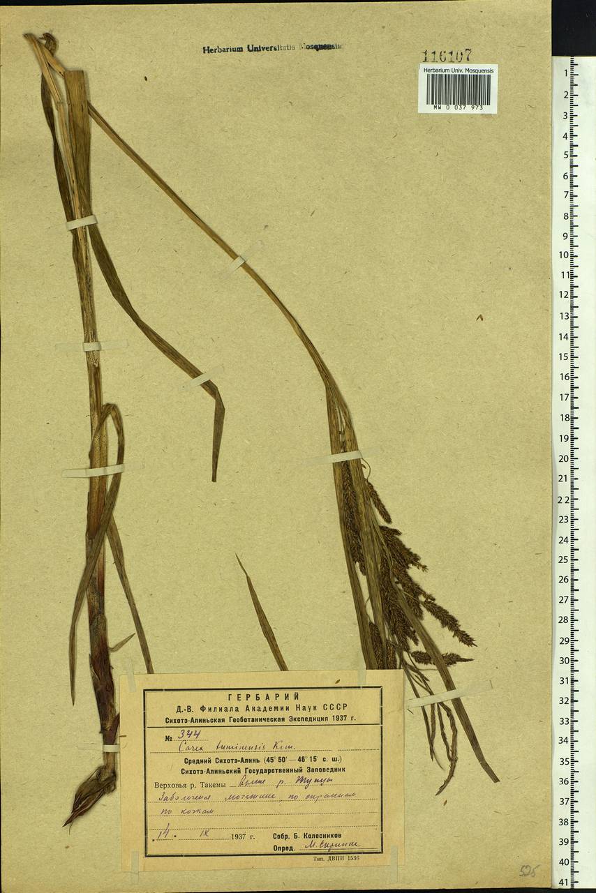 Carex tuminensis Kom., Siberia, Russian Far East (S6) (Russia)