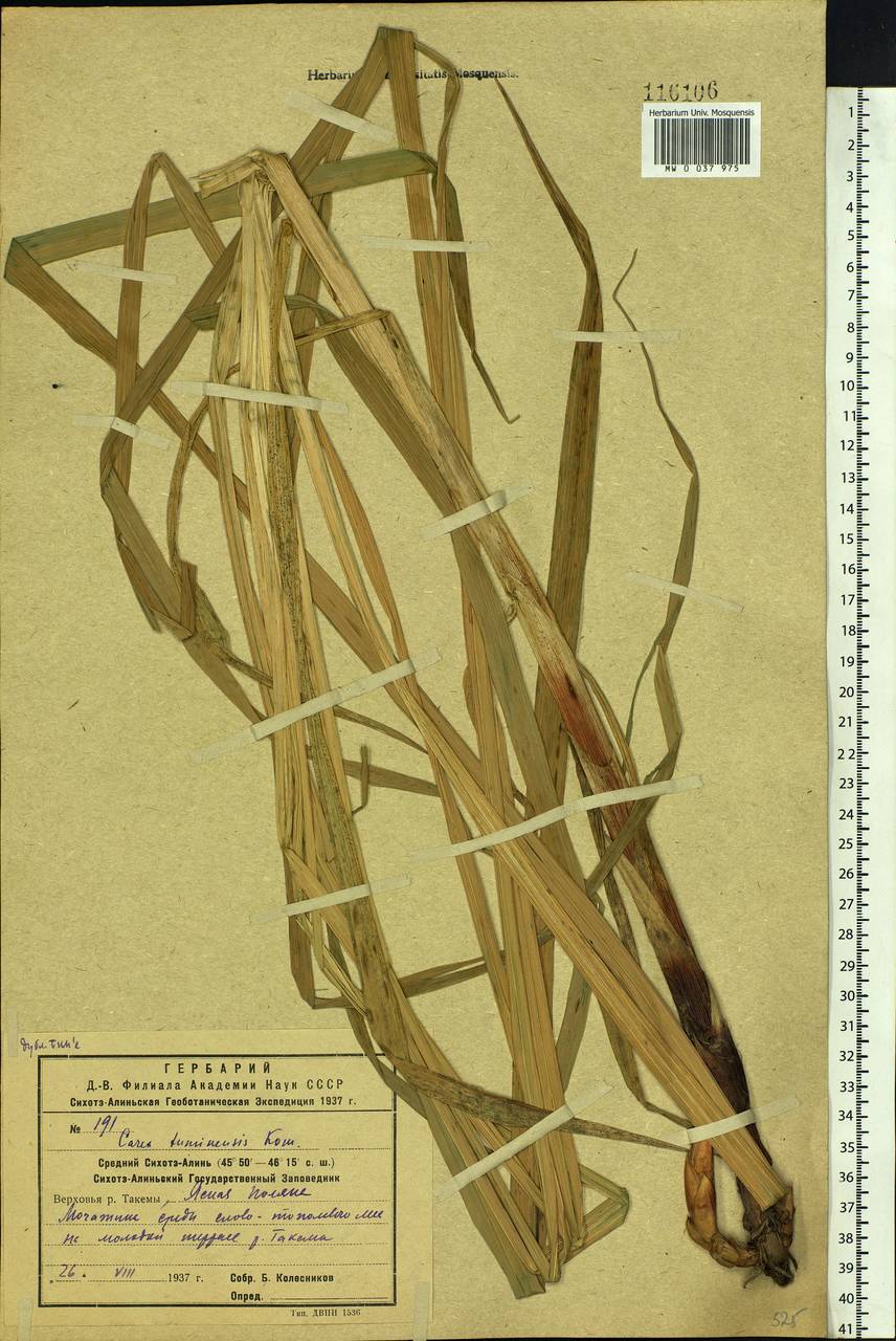 Carex tuminensis Kom., Siberia, Russian Far East (S6) (Russia)