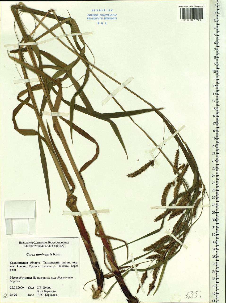 Carex tuminensis Kom., Siberia, Russian Far East (S6) (Russia)