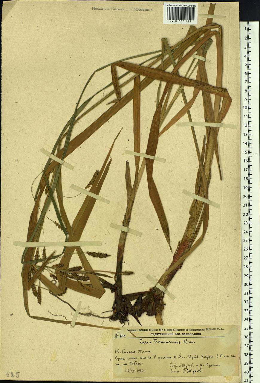 Carex tuminensis Kom., Siberia, Russian Far East (S6) (Russia)