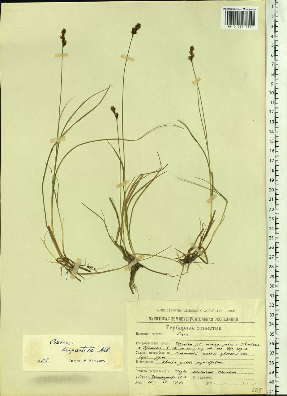 Carex lachenalii subsp. lachenalii, Siberia, Chukotka & Kamchatka (S7) (Russia)