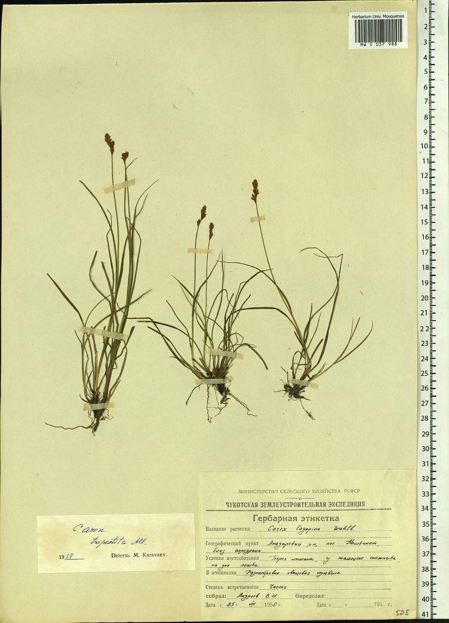 Carex lachenalii subsp. lachenalii, Siberia, Chukotka & Kamchatka (S7) (Russia)