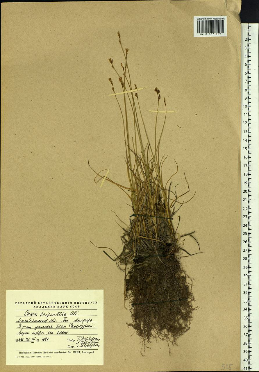 Carex lachenalii subsp. lachenalii, Siberia, Chukotka & Kamchatka (S7) (Russia)