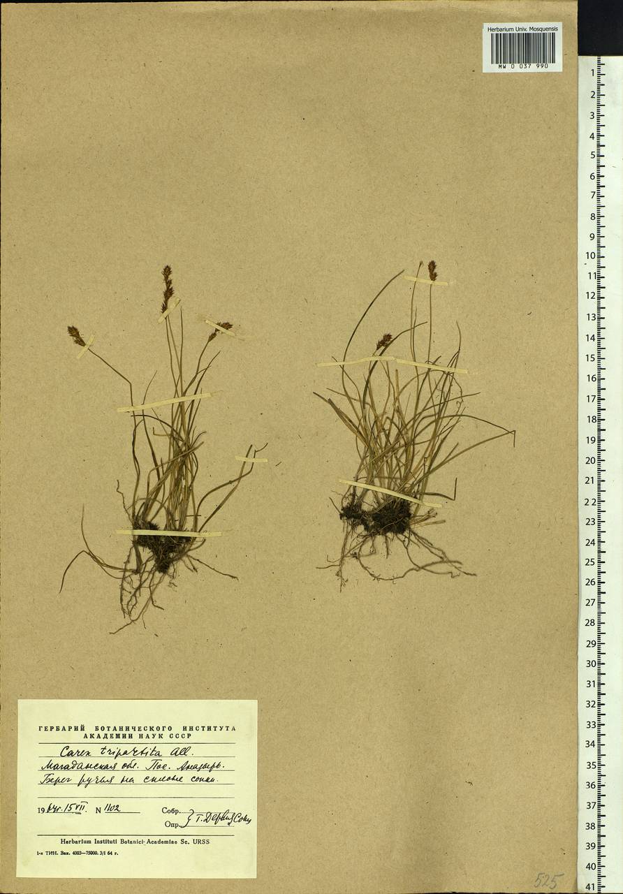 Carex lachenalii subsp. lachenalii, Siberia, Chukotka & Kamchatka (S7) (Russia)