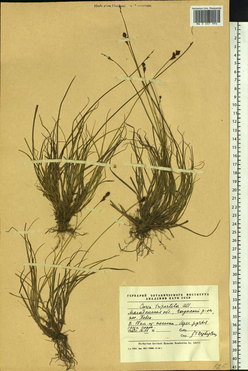 Carex lachenalii subsp. lachenalii, Siberia, Chukotka & Kamchatka (S7) (Russia)