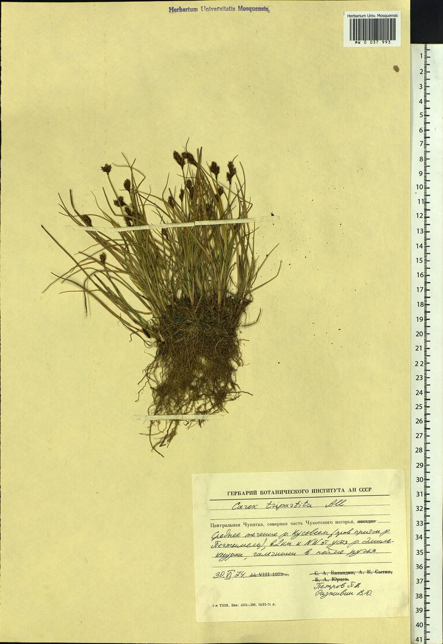 Carex lachenalii subsp. lachenalii, Siberia, Chukotka & Kamchatka (S7) (Russia)