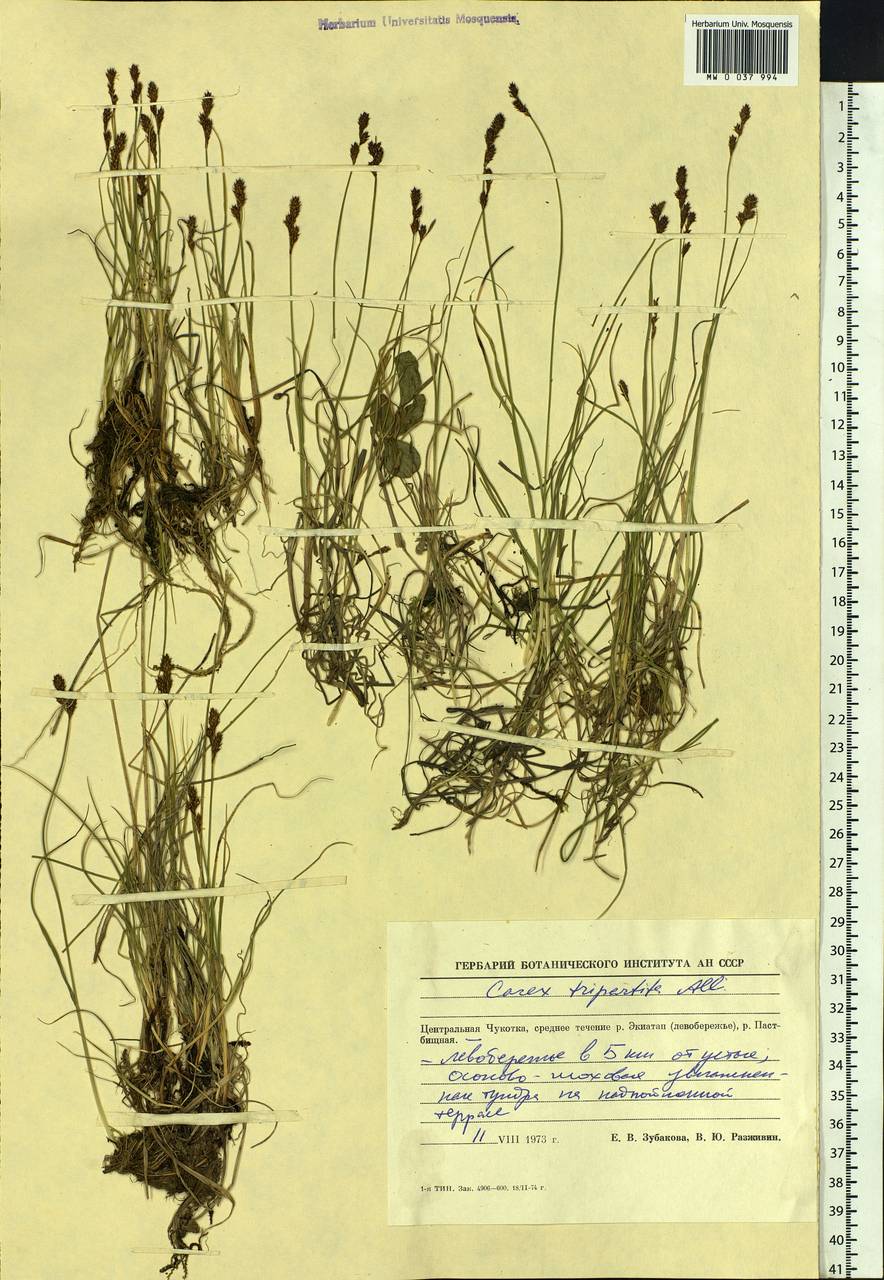 Carex lachenalii subsp. lachenalii, Siberia, Chukotka & Kamchatka (S7) (Russia)