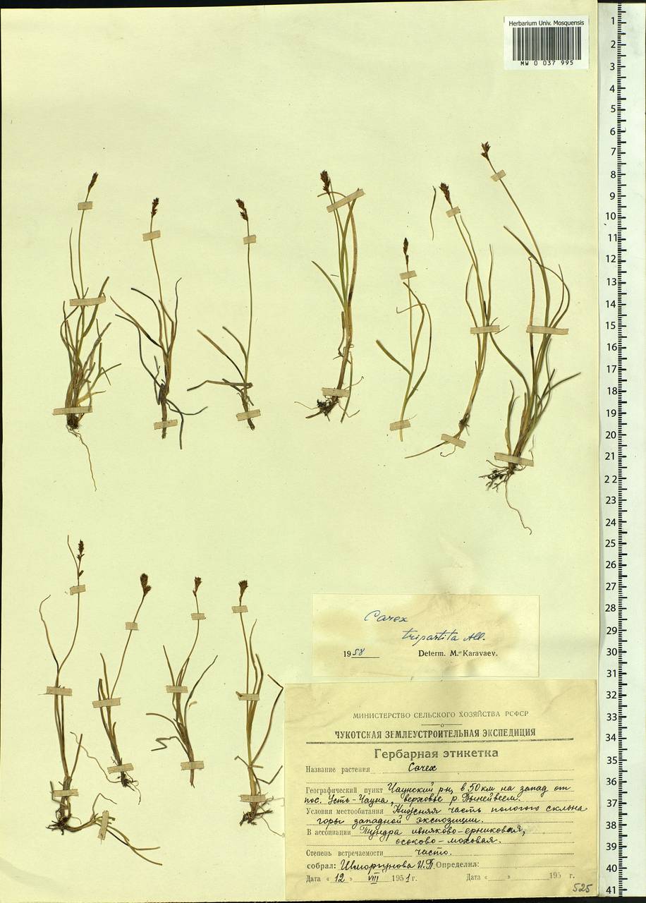 Carex lachenalii subsp. lachenalii, Siberia, Chukotka & Kamchatka (S7) (Russia)