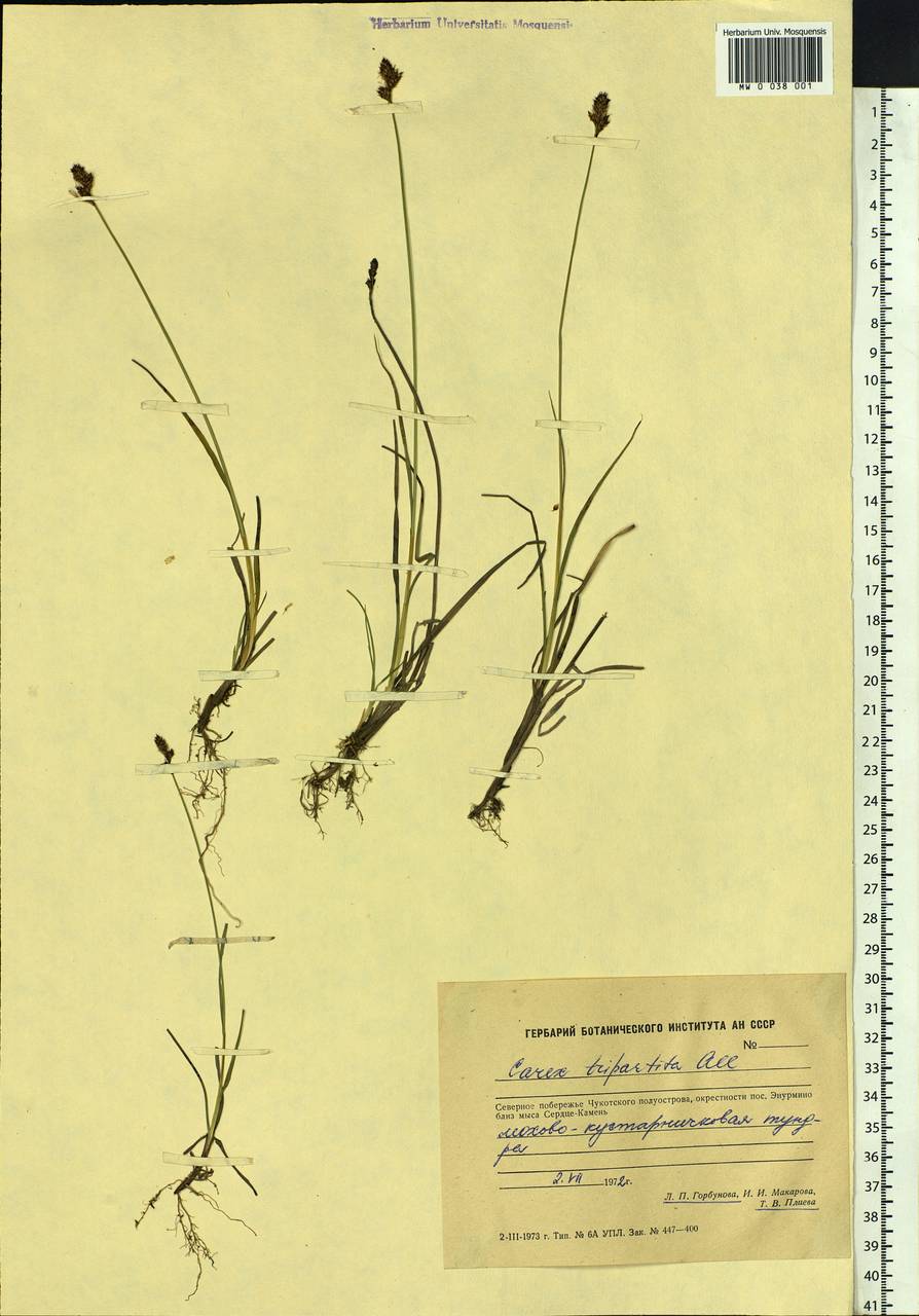 Carex lachenalii subsp. lachenalii, Siberia, Chukotka & Kamchatka (S7) (Russia)