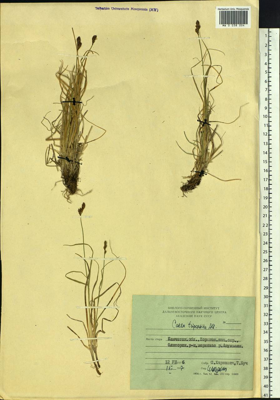 Carex lachenalii subsp. lachenalii, Siberia, Chukotka & Kamchatka (S7) (Russia)