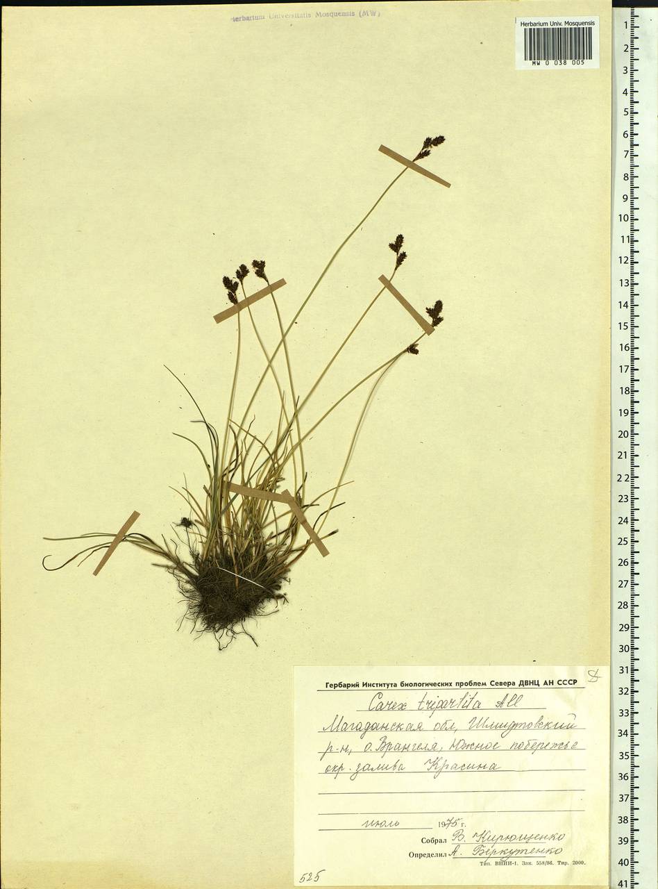 Carex lachenalii subsp. lachenalii, Siberia, Chukotka & Kamchatka (S7) (Russia)