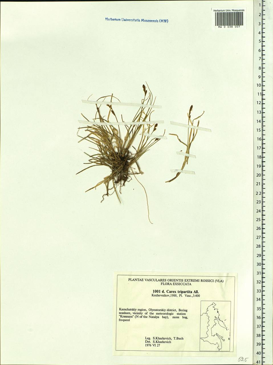 Carex lachenalii subsp. lachenalii, Siberia, Chukotka & Kamchatka (S7) (Russia)