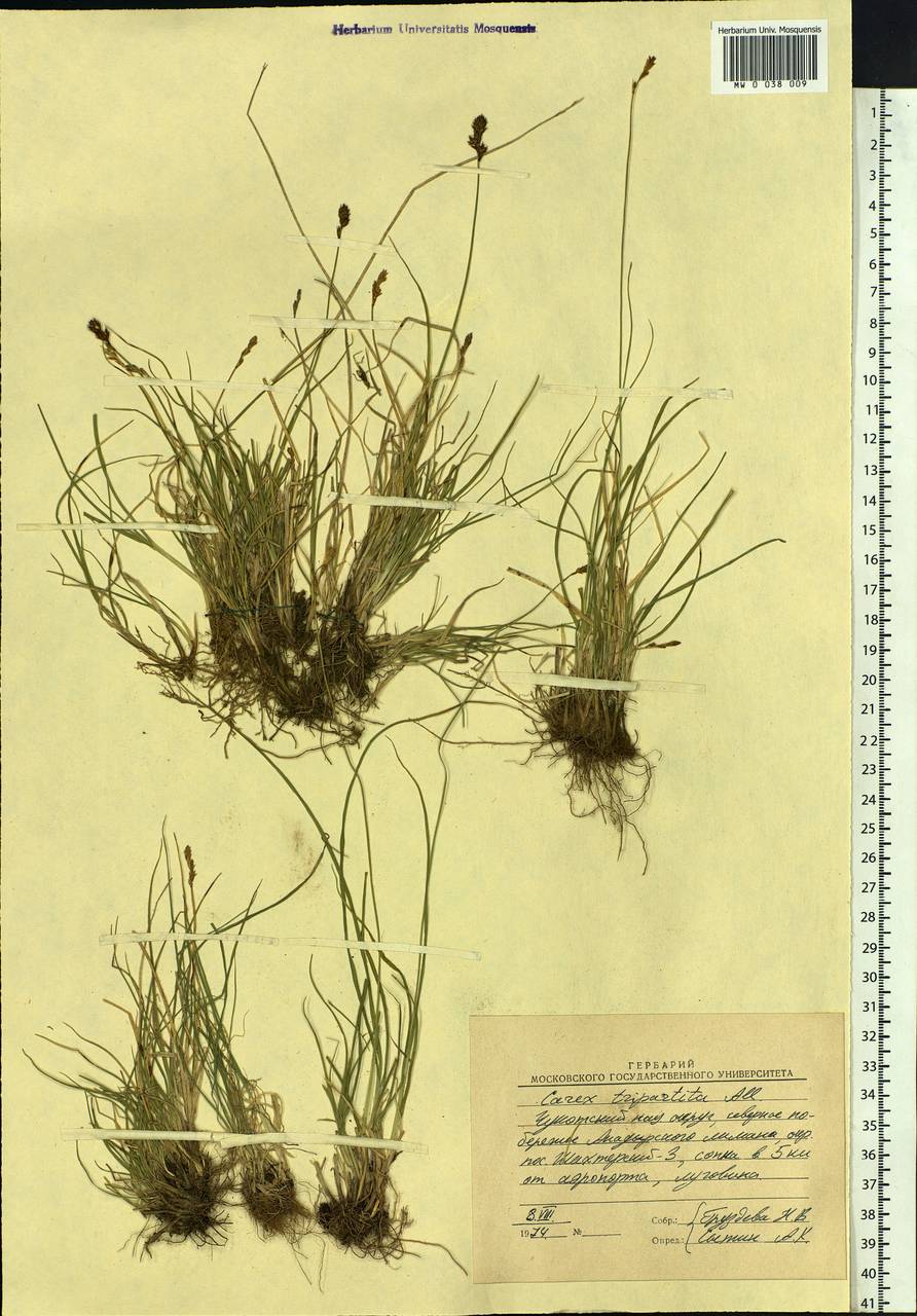 Carex lachenalii subsp. lachenalii, Siberia, Chukotka & Kamchatka (S7) (Russia)