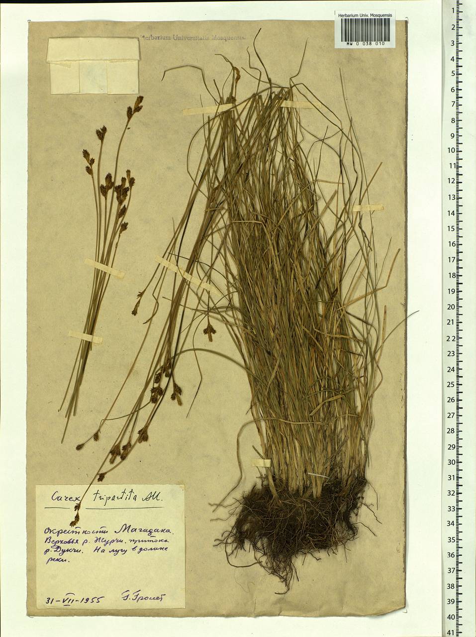 Carex lachenalii subsp. lachenalii, Siberia, Chukotka & Kamchatka (S7) (Russia)