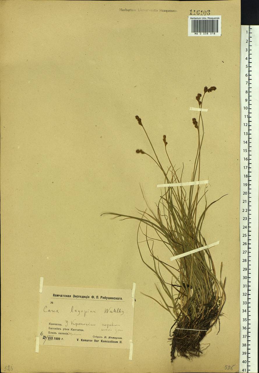 Carex lachenalii subsp. lachenalii, Siberia, Chukotka & Kamchatka (S7) (Russia)