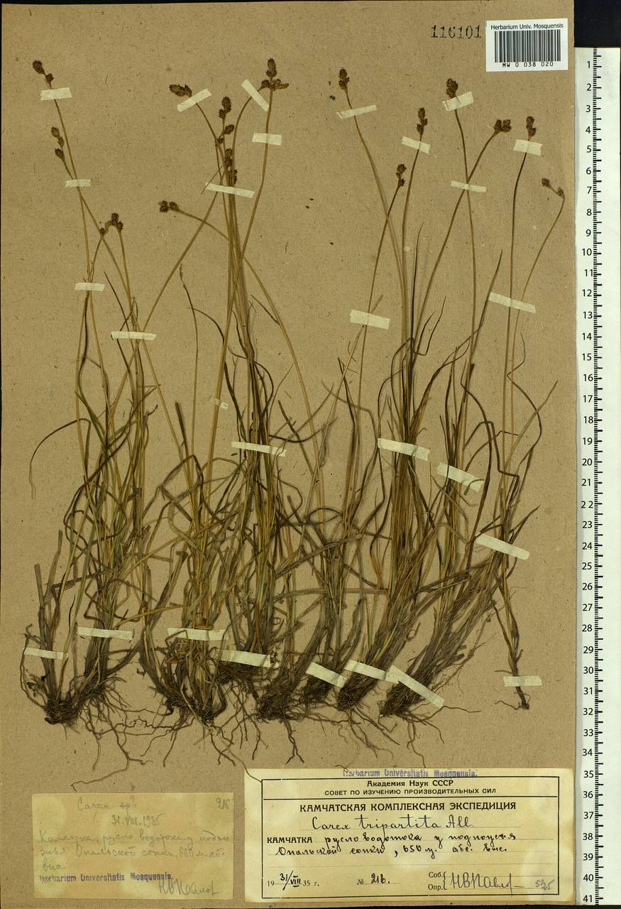 Carex lachenalii subsp. lachenalii, Siberia, Chukotka & Kamchatka (S7) (Russia)