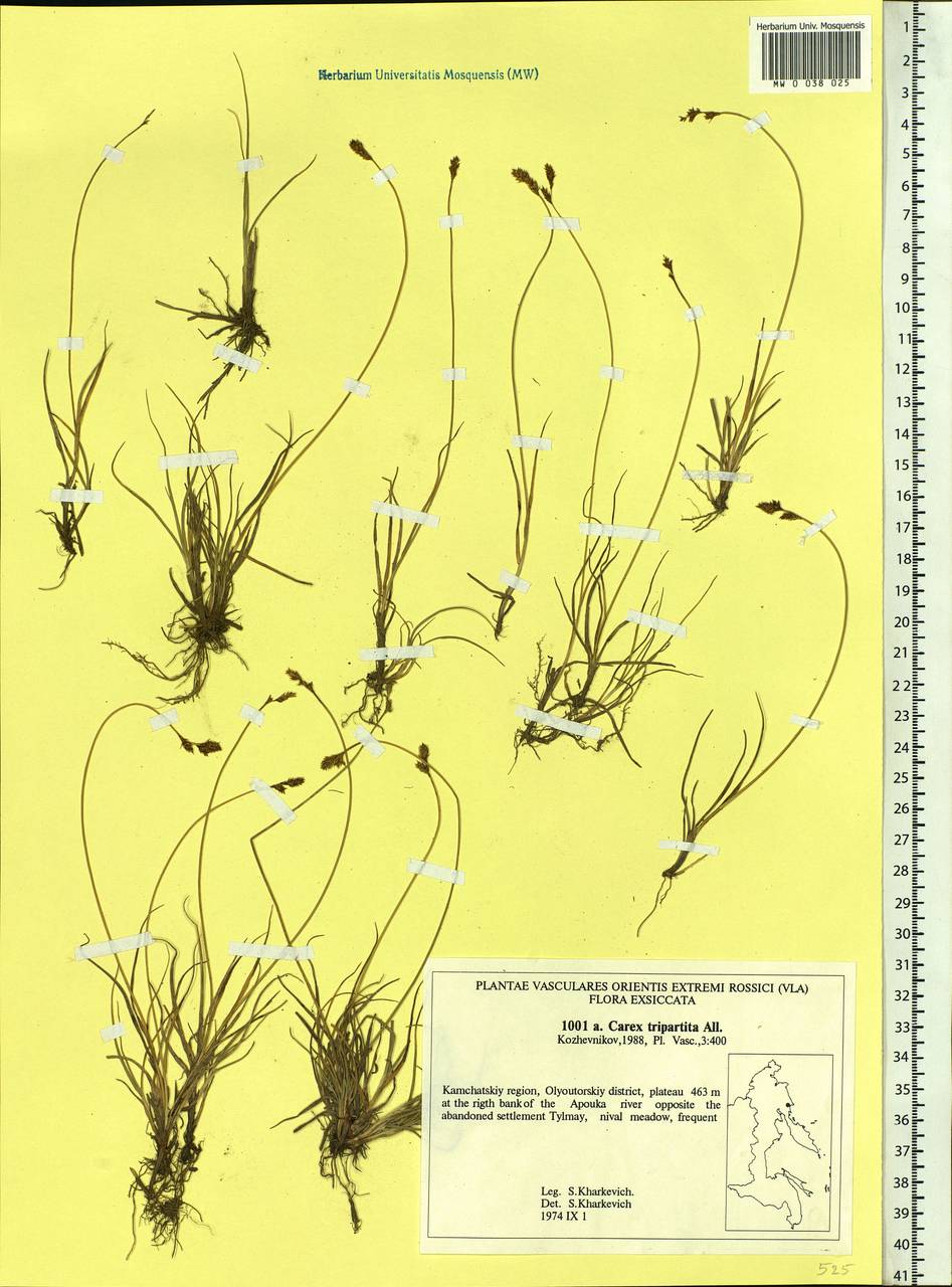 Carex lachenalii subsp. lachenalii, Siberia, Chukotka & Kamchatka (S7) (Russia)