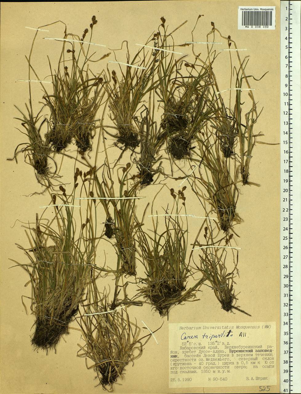 Carex lachenalii subsp. lachenalii, Siberia, Russian Far East (S6) (Russia)