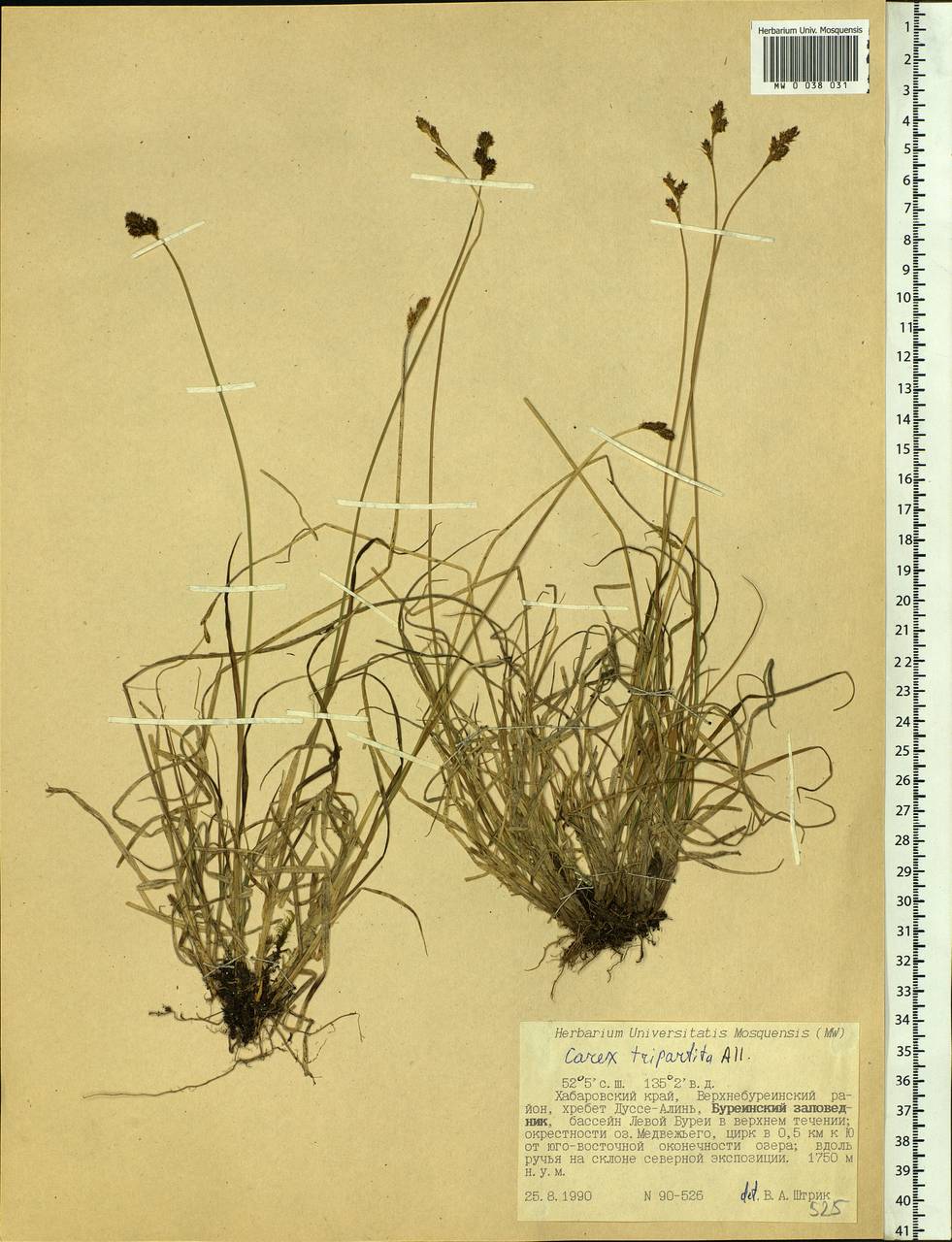 Carex lachenalii subsp. lachenalii, Siberia, Russian Far East (S6) (Russia)