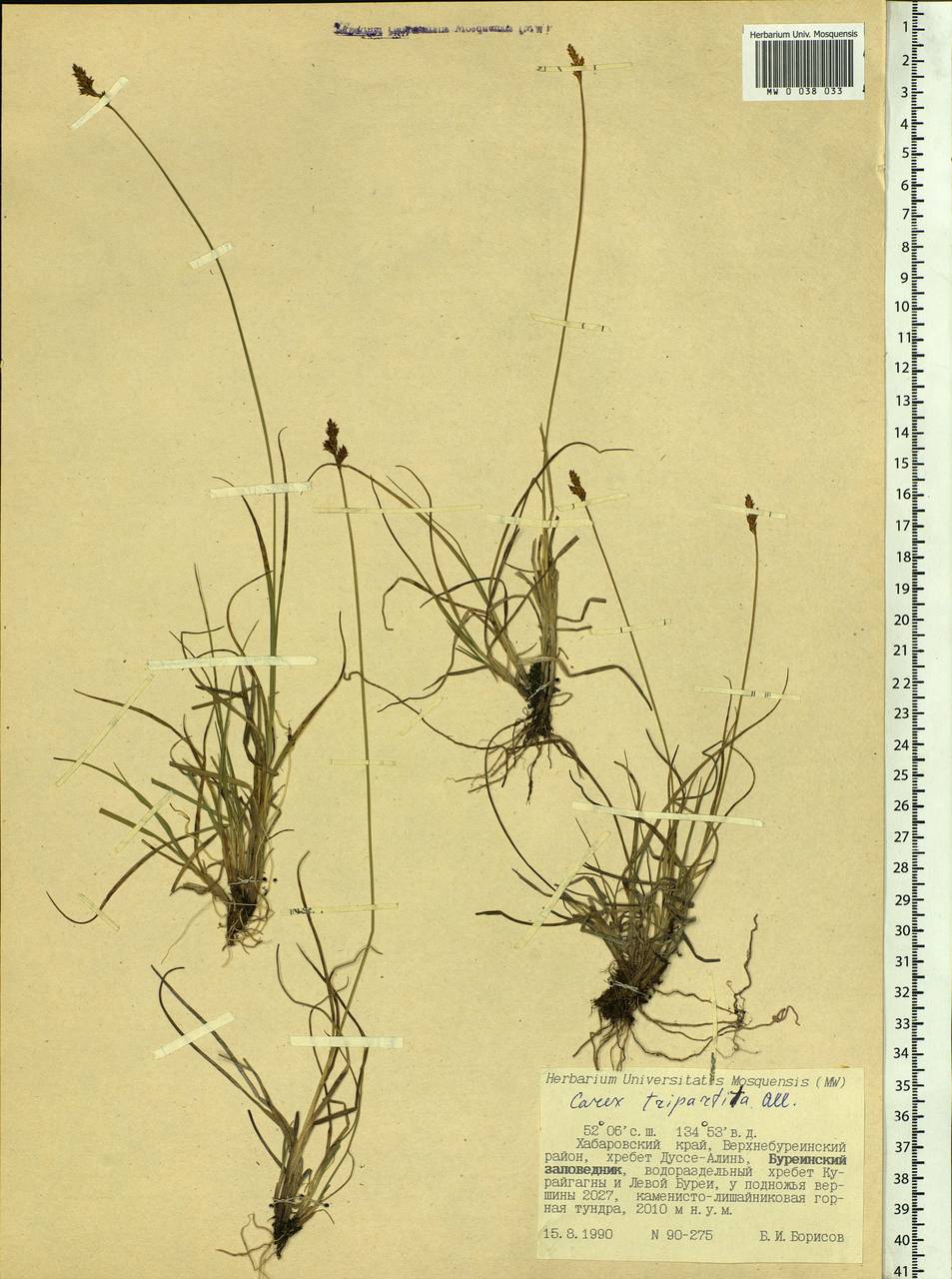 Carex lachenalii subsp. lachenalii, Siberia, Russian Far East (S6) (Russia)