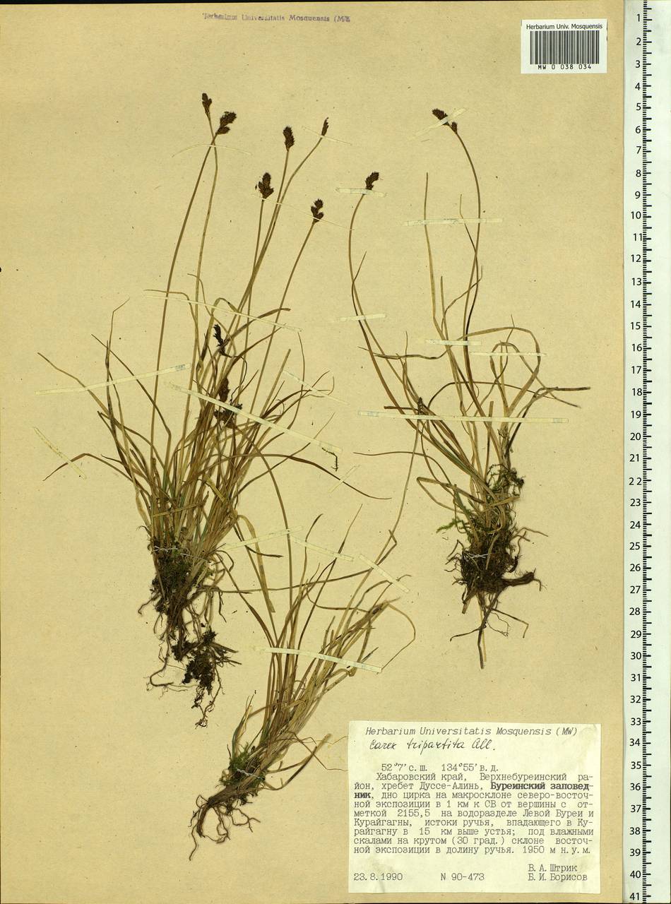 Carex lachenalii subsp. lachenalii, Siberia, Russian Far East (S6) (Russia)