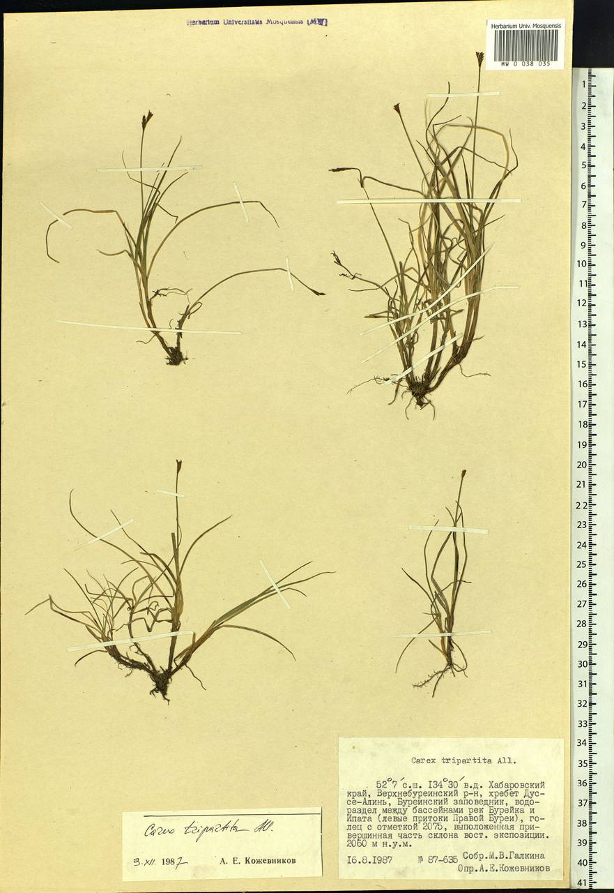 Carex lachenalii subsp. lachenalii, Siberia, Russian Far East (S6) (Russia)