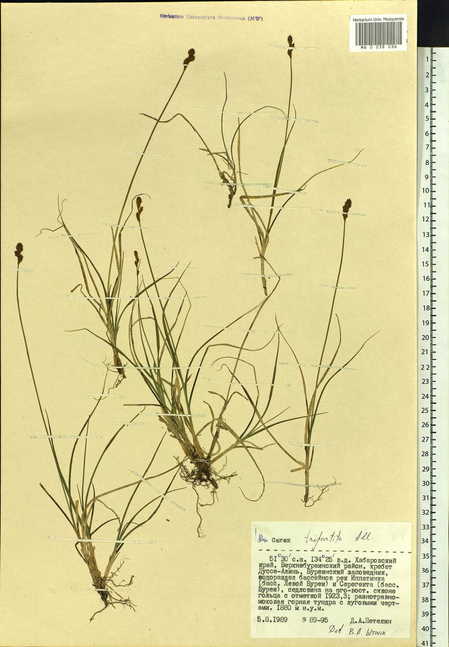Carex lachenalii subsp. lachenalii, Siberia, Russian Far East (S6) (Russia)