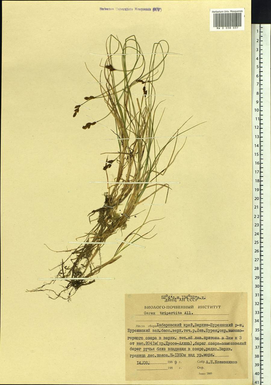 Carex lachenalii subsp. lachenalii, Siberia, Russian Far East (S6) (Russia)