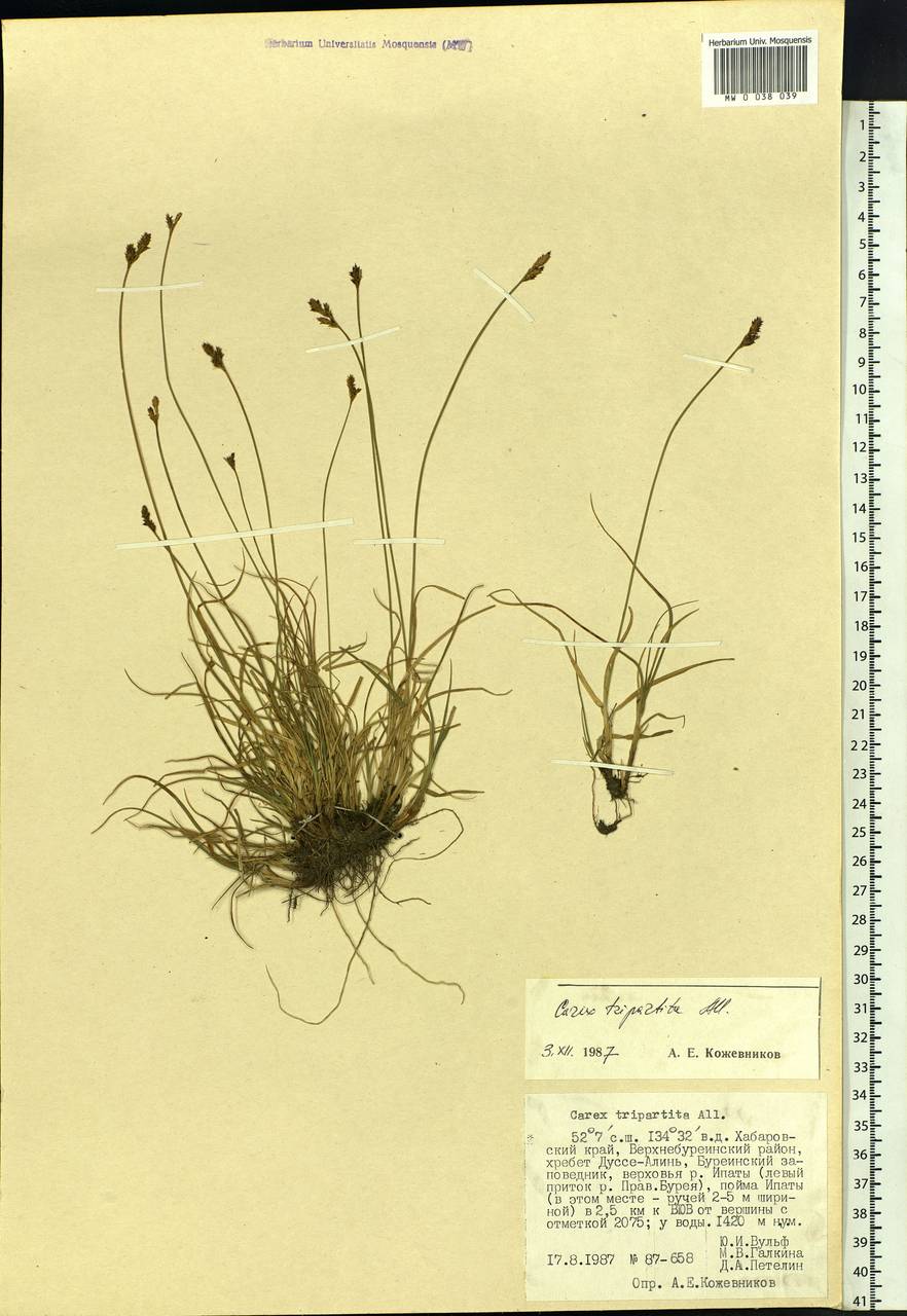 Carex lachenalii subsp. lachenalii, Siberia, Russian Far East (S6) (Russia)