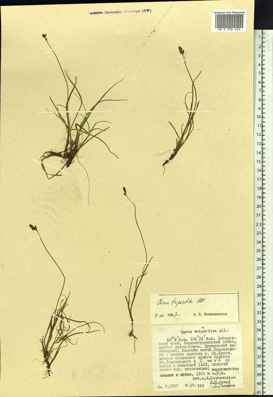 Carex lachenalii subsp. lachenalii, Siberia, Russian Far East (S6) (Russia)