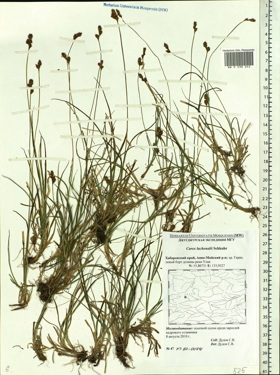 Carex lachenalii subsp. lachenalii, Siberia, Russian Far East (S6) (Russia)